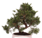 Preview: Bonsai - Juniperus chinensis 'Kyushu', Chinesischer Wacholder 224/74