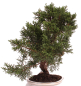 Preview: Bonsai - Juniperus chinensis 'Kyushu', Chinesischer Wacholder 224/74
