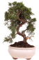 Preview: Bonsai - Juniperus chinensis 'Kyushu', Chinesischer Wacholder 224/76