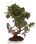 Preview: Bonsai - Juniperus chinensis 'Kyushu', Chinesischer Wacholder 224/76