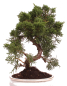Preview: Bonsai - Juniperus chinensis 'Kyushu', Chinesischer Wacholder 224/76