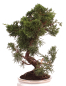 Preview: Bonsai - Juniperus chinensis 'Kyushu', Chinesischer Wacholder 224/76
