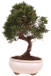 Preview: Bonsai - Juniperus chinensis 'Kyushu', Chinesischer Wacholder 224/77