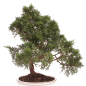Preview: Bonsai - Juniperus chinensis 'Kyushu', Chinesischer Wacholder 224/78