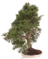 Preview: Bonsai - Juniperus chinensis 'Kyushu', Chinesischer Wacholder 224/78