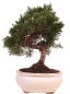 Preview: Bonsai - Juniperus chinensis 'Kyushu', Chinesischer Wacholder 224/80