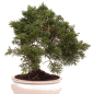 Preview: Bonsai - Juniperus chinensis 'Kyushu', Chinesischer Wacholder 224/80