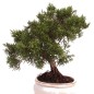 Preview: Bonsai - Juniperus chinensis 'Kyushu', Chinesischer Wacholder 224/80
