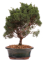 Preview: Bonsai - Juniperus chinensis 'Kyushu', Chinesischer Wacholder 224/82