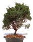 Preview: Bonsai - Juniperus chinensis 'Kyushu', Chinesischer Wacholder 224/82