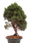 Preview: Bonsai - Juniperus chinensis 'Kyushu', Chinesischer Wacholder 224/82