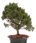Preview: Bonsai - Juniperus chinensis 'Kyushu', Chinesischer Wacholder 224/82