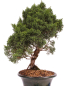 Preview: Bonsai - Juniperus chinensis 'Kyushu', Chinesischer Wacholder 224/82