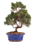 Preview: Bonsai - Juniperus chinensis 'Kyushu', Chinesischer Wacholder 224/85