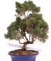 Preview: Bonsai - Juniperus chinensis 'Kyushu', Chinesischer Wacholder 224/85