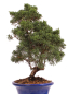 Preview: Bonsai - Juniperus chinensis 'Kyushu', Chinesischer Wacholder 224/85