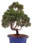 Preview: Bonsai - Juniperus chinensis 'Kyushu', Chinesischer Wacholder 224/85