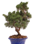Preview: Bonsai - Juniperus chinensis 'Kyushu', Chinesischer Wacholder 224/85