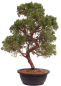 Preview: Bonsai - Juniperus chinensis 'Kyushu', Chinesischer Wacholder 224/86