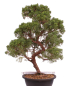 Preview: Bonsai - Juniperus chinensis 'Kyushu', Chinesischer Wacholder 224/86