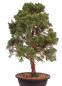 Preview: Bonsai - Juniperus chinensis 'Kyushu', Chinesischer Wacholder 224/86