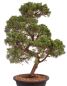 Preview: Bonsai - Juniperus chinensis 'Kyushu', Chinesischer Wacholder 224/86