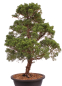 Preview: Bonsai - Juniperus chinensis 'Kyushu', Chinesischer Wacholder 224/86
