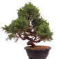 Preview: Bonsai - Juniperus chinensis 'Kyushu', Chinesischer Wacholder 224/88