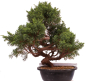 Preview: Bonsai - Juniperus chinensis 'Kyushu', Chinesischer Wacholder 224/88