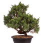 Preview: Bonsai - Juniperus chinensis 'Kyushu', Chinesischer Wacholder 224/88