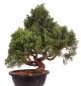 Preview: Bonsai - Juniperus chinensis 'Kyushu', Chinesischer Wacholder 224/88