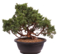 Preview: Bonsai - Juniperus chinensis 'Kyushu', Chinesischer Wacholder 224/89