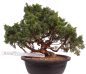 Preview: Bonsai - Juniperus chinensis 'Kyushu', Chinesischer Wacholder 224/89