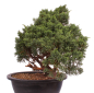 Preview: Bonsai - Juniperus chinensis 'Kyushu', Chinesischer Wacholder 224/89