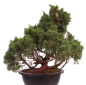 Preview: Bonsai - Juniperus chinensis 'Kyushu', Chinesischer Wacholder 224/89