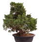 Preview: Bonsai - Juniperus chinensis 'Kyushu', Chinesischer Wacholder 224/89