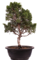 Preview: Bonsai - Juniperus chinensis 'Kyushu', Chinesischer Wacholder 224/90