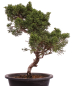 Preview: Bonsai - Juniperus chinensis 'Kyushu', Chinesischer Wacholder 224/90