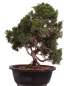 Preview: Bonsai - Juniperus chinensis 'Kyushu', Chinesischer Wacholder 224/91