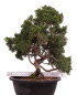Preview: Bonsai - Juniperus chinensis 'Kyushu', Chinesischer Wacholder 224/91