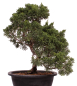 Preview: Bonsai - Juniperus chinensis 'Kyushu', Chinesischer Wacholder 224/91