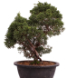 Preview: Bonsai - Juniperus chinensis 'Kyushu', Chinesischer Wacholder 224/91