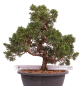 Preview: Bonsai - Juniperus chinensis 'Kyushu', Chinesischer Wacholder 224/93