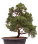 Preview: Bonsai - Juniperus chinensis 'Kyushu', Chinesischer Wacholder 224/93