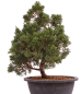 Preview: Bonsai - Juniperus chinensis 'Kyushu', Chinesischer Wacholder 224/93