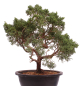 Preview: Bonsai - Juniperus chinensis 'Kyushu', Chinesischer Wacholder 224/94