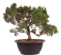 Preview: Bonsai - Juniperus chinensis 'Kyushu', Chinesischer Wacholder 224/95