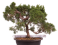 Preview: Bonsai - Juniperus chinensis 'Kyushu', Chinesischer Wacholder 224/95
