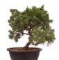 Preview: Bonsai - Juniperus chinensis 'Kyushu', Chinesischer Wacholder 224/95