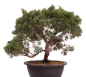 Preview: Bonsai - Juniperus chinensis 'Kyushu', Chinesischer Wacholder 224/95